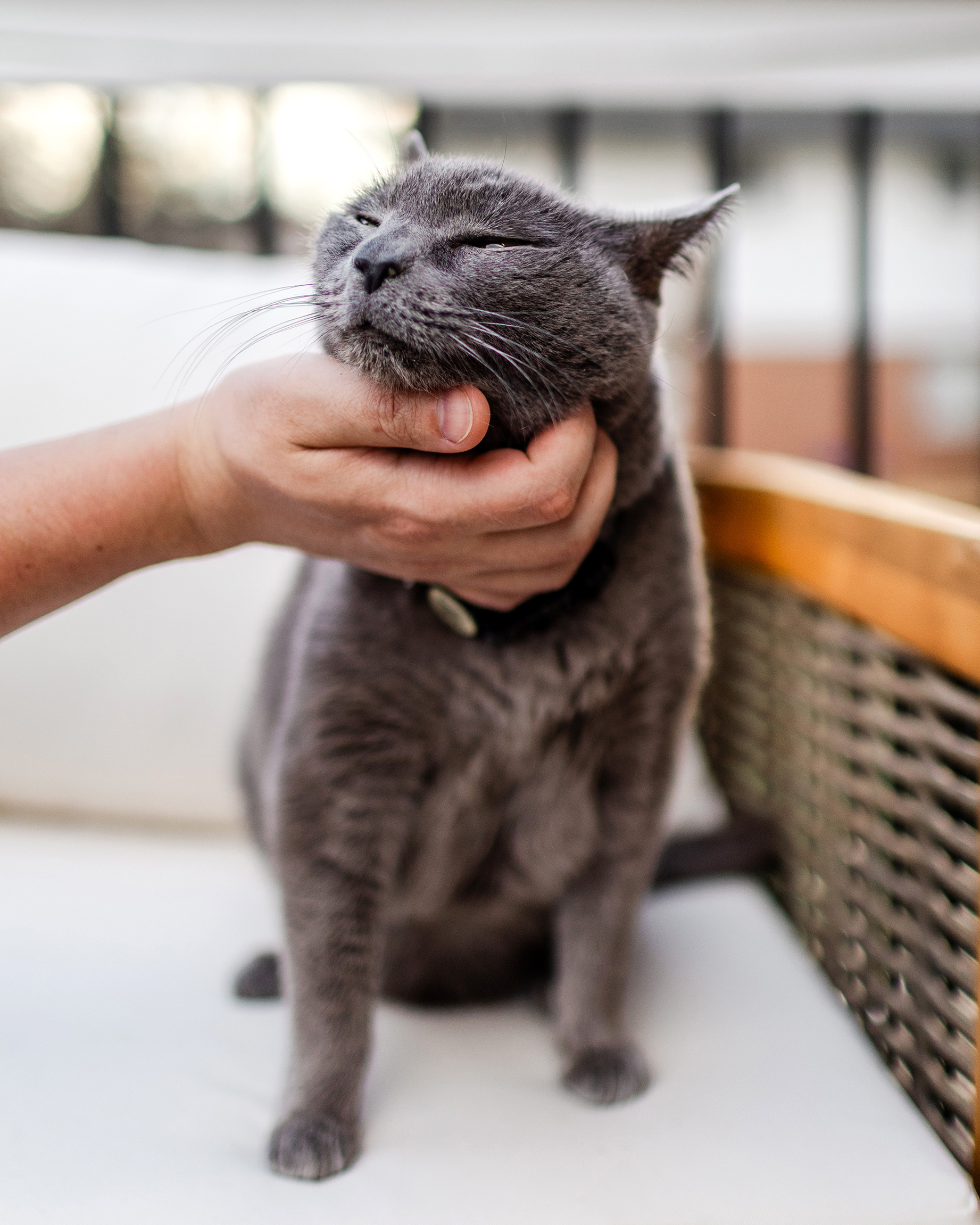 grey cat getting chin scratches