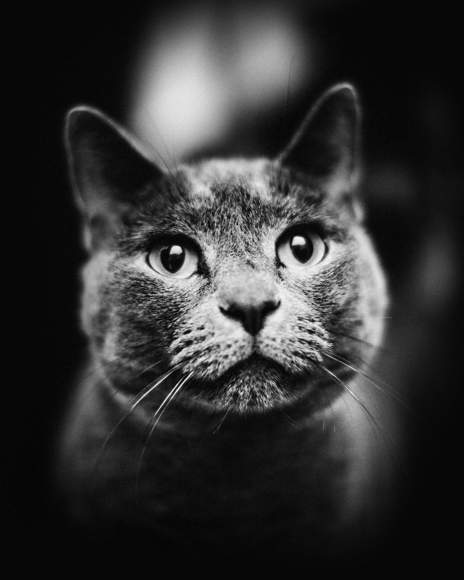 end-of-life cat portrait