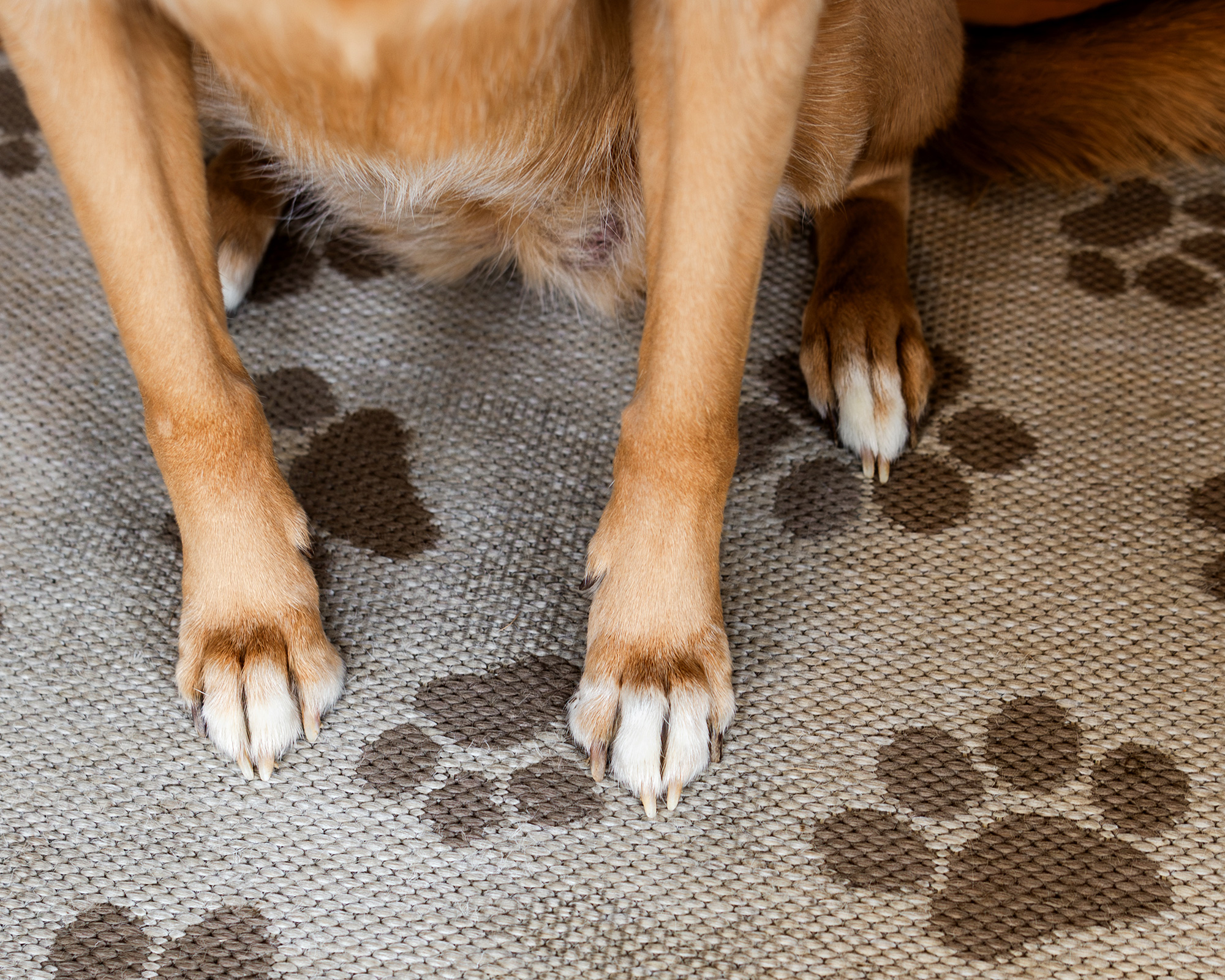closeup of dog's paws on a paw print doormat