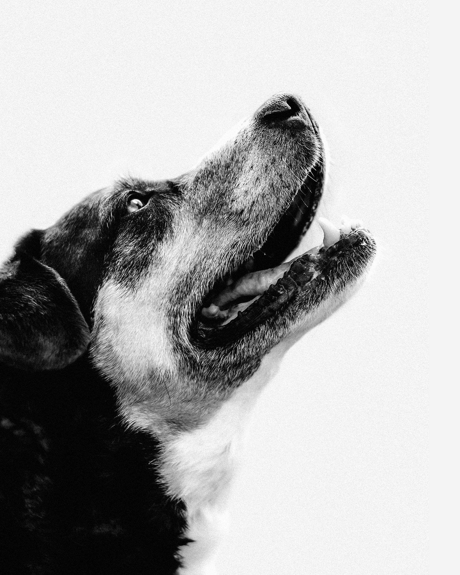 black and white portraits of dog profile