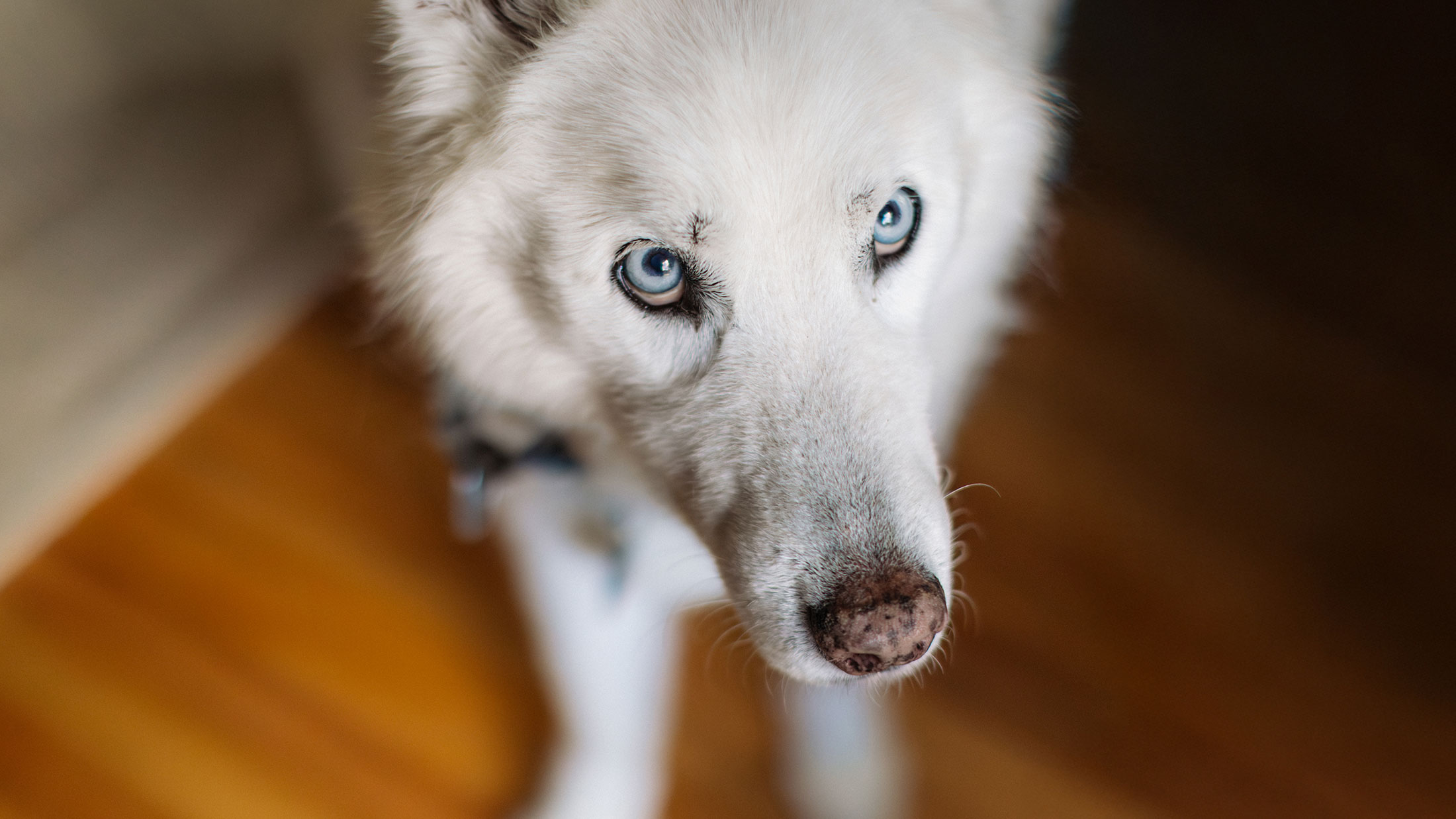 closeup of white husky with ice blue eyes