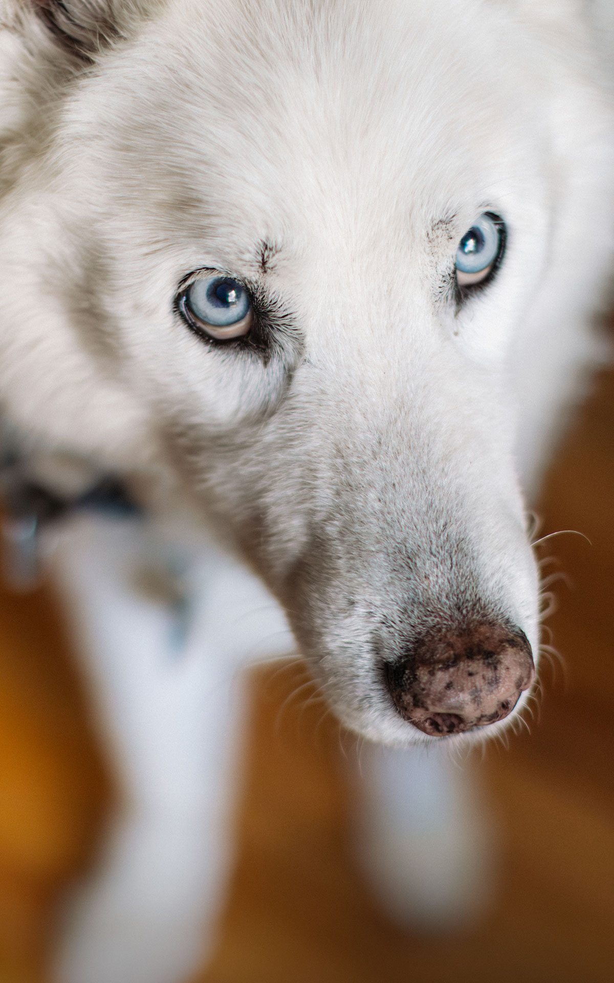 closeup of white husky with ice blue eyes